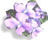 Common Violets